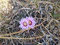 Echinofossulocactus crispatus