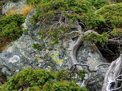 Juniperus communis saxatilis