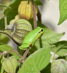 Hyla meridionalis