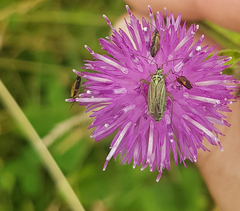 Oncotylus viridiflavus