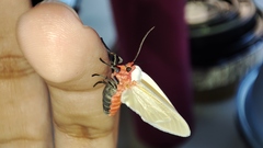 Pygarctia