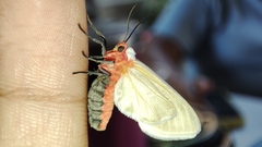 Pygarctia