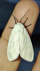 Pygarctia