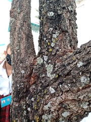 Phaeophyscia hirsuta