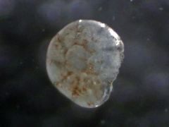 Elphidiinae