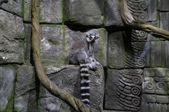 Lemur