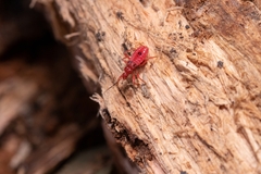 Labidocoris pectoralis
