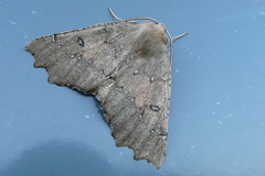 Odontopera bidentata