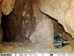 Spilogale gracilis