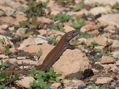 Gallotia atlantica