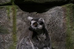Lemur
