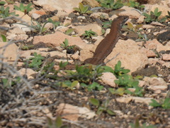 Gallotia atlantica