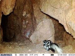 Spilogale gracilis