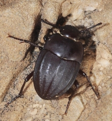 Erodius parvus