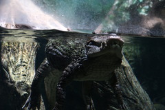 Crocodylia