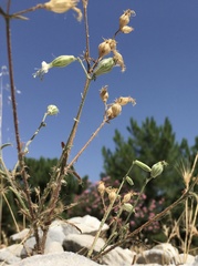 Silene germana