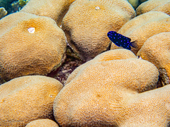 Microspathodon chrysurus