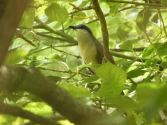 Coccyzus melacoryphus