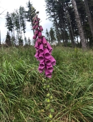 Digitalis purpurea