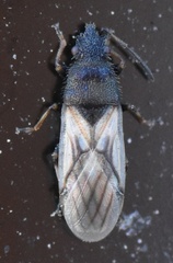Metopoplax