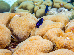 Microspathodon chrysurus