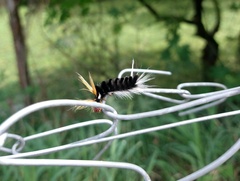 Halysidota ruscheweyhi