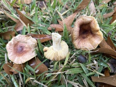 Russula appalachiensis