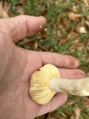 Russula appalachiensis