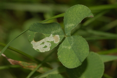 Liriomyza fricki