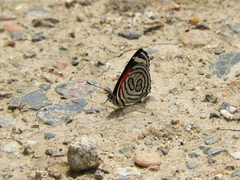 Diaethria candrena