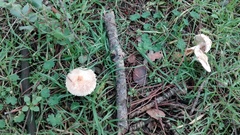 Verrucosporaceae