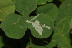 Liriomyza fricki