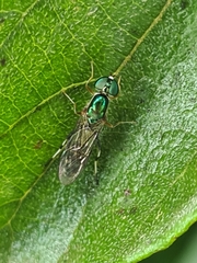 Sarginae