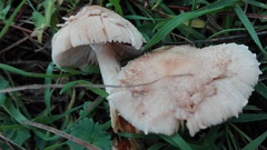 Verrucosporaceae