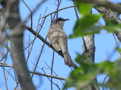 Coccyzus melacoryphus