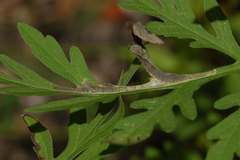 Agromyza ambrosivora