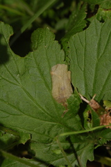 Metallus lanceolatus