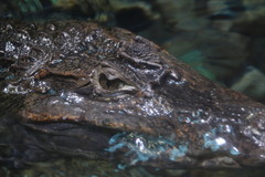 Crocodylia