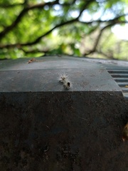 Arctiinae