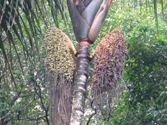 Oenocarpus distichus