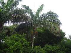 Oenocarpus distichus