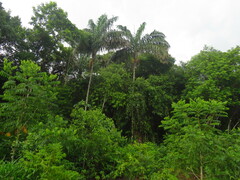 Oenocarpus distichus