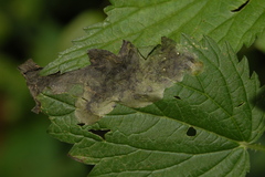 Agromyza pseudoreptans