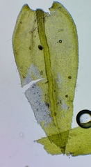 Mnium stellare