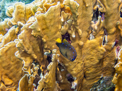 Millepora complanata