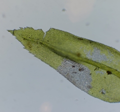 Mnium stellare
