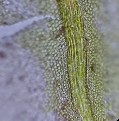 Mnium stellare