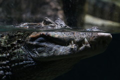 Crocodylia