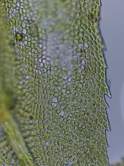 Mnium stellare
