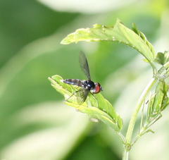 Ocyptamus dimidiatus